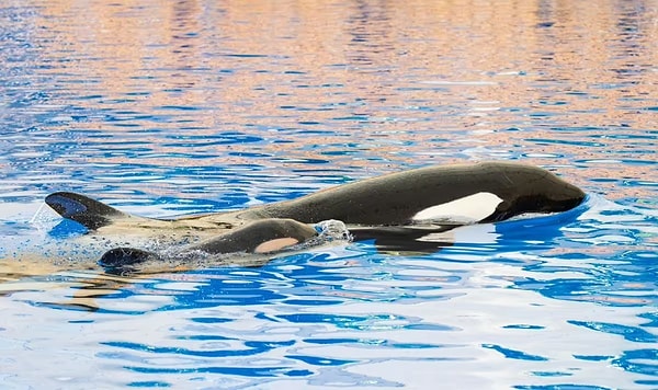 Daha ilk yaşında sahneye çıkan bir yavru