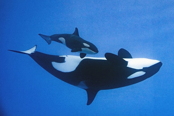 Annesinin hikayesi tartışmaları daha da büyüttü