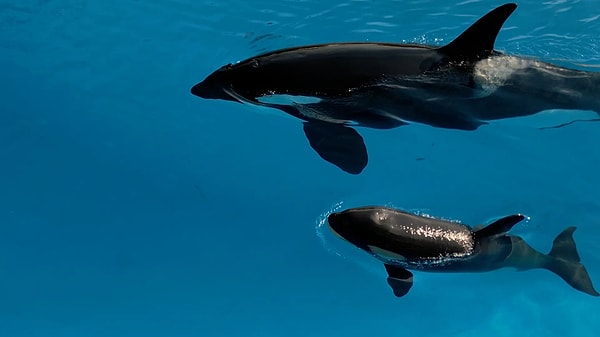 Tesis yönetimi iddiaları reddediyor