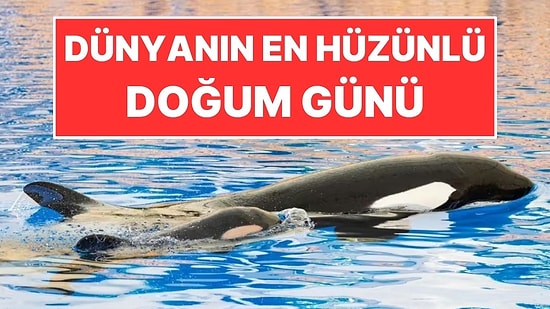 Dünyanın En Hüzünlü Doğum Günü: İlk Yaşını Tankta Kutladı