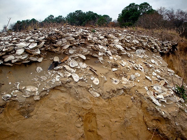 Güney Pasifik Arkeolojisi İçin Bir İlk