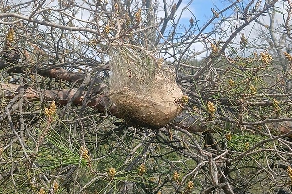 Vatandaşların kese kurtlarına bilinçsiz şekilde müdahale etmemeleri gerektiği, temasın ciddi kaşıntılara yol açabileceği uyarısı yapıldı.