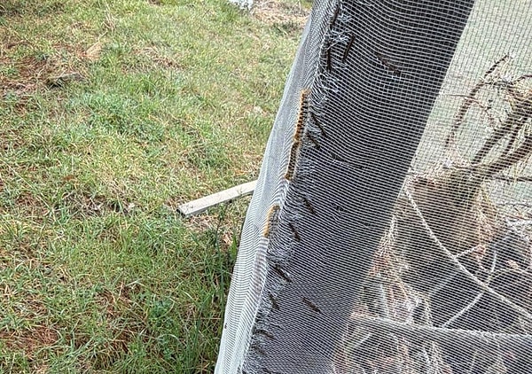 Sarıgöl İlçe Orman Şefi Emin Şıvka, yürütülen çalışmalar hakkında yaptığı açıklamada çam kese böceğiyle mücadelede etkili yöntemlerin devreye alındığını belirtti.