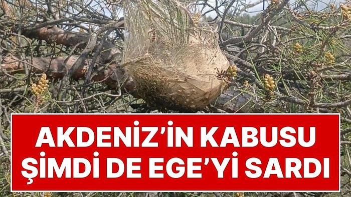 Akdeniz'in Kabusu Şimdi de Ege'yi Sardı! Ormanlar Tehlikede, Biyolojik Mücadele Başlatıldı