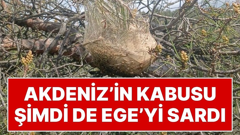 Akdeniz'in Kabusu Şimdi de Ege'yi Sardı! Ormanlar Tehlikede, Biyolojik Mücadele Başlatıldı