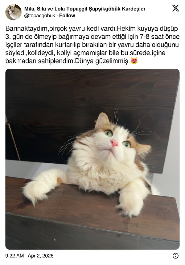 O hikayelere göz atalım 🐈