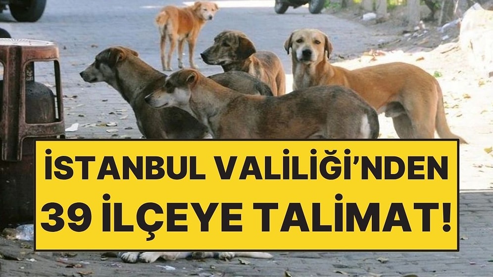 İstanbul Valiliği’nden Belediyelere Sokak Köpekleri Talimatı: Mayıs Sonuna Kadar Toplanacak!