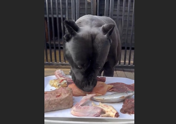 Beklerken köpeğin ağzı o kadar çok sulanıyor ki bu onun aslında ne kadar zorlandığını gösteriyor. Peki bunu nasıl yapıyor?