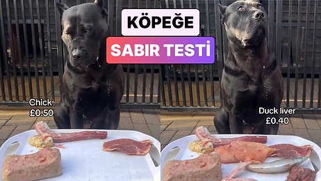 Bir İçerik Üreticisi Köpeğinin Önüne En Sevdiği Yemekleri Koyarak Sabrını Test Etti
