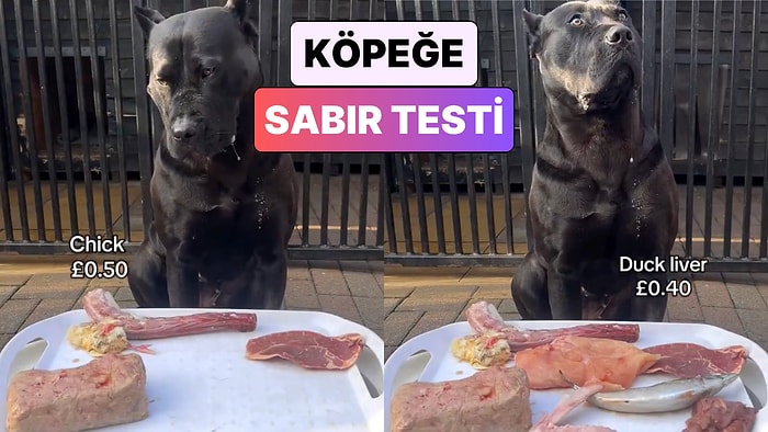 Bir İçerik Üreticisi Köpeğinin Önüne En Sevdiği Yemekleri Koyarak Sabrını Test Etti