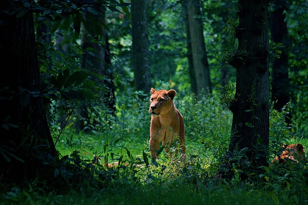 Size bir Çin masalı anlatacağım; Tilki ve Kaplan: