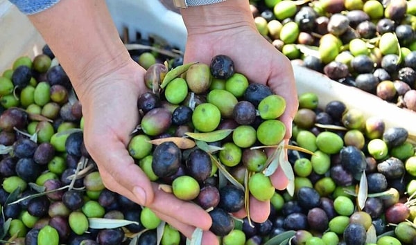 3 ay mühlet verildi.