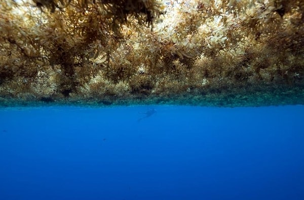Bu yaşam formları doğal bir arıtma sistemi olarak çalışıyor.