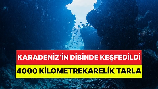 Karadeniz’in Dibinde Dev Bir Tarla Keşfedildi: Uzaydan Görülebilen Biyolojik Mucize