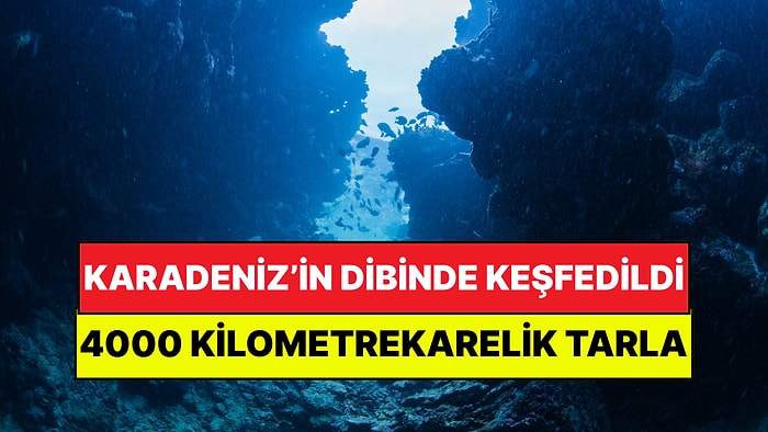 Karadeniz’in Dibinde Dev Bir Tarla Keşfedildi: Uzaydan Görülebilen Biyolojik Mucize