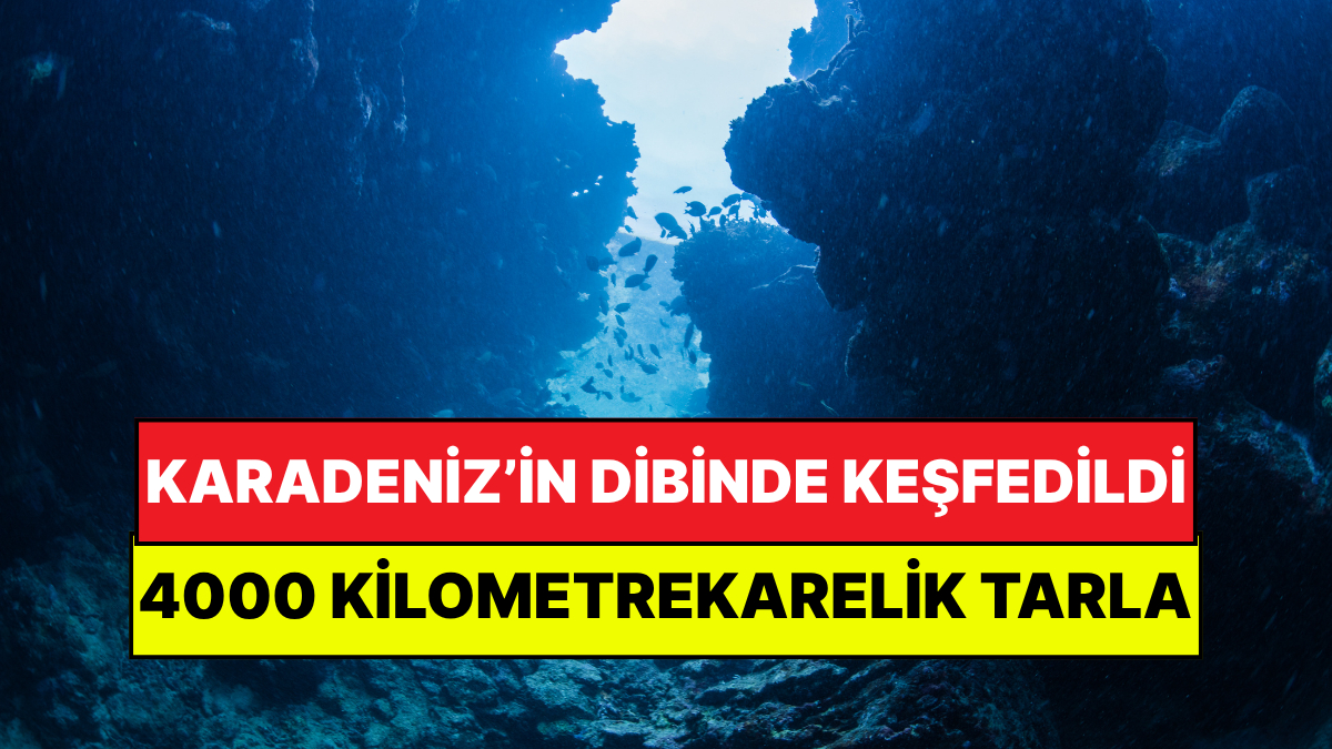Karadeniz’in Dibinde Dev Bir Tarla Keşfedildi: Uzaydan Görülebilen Biyolojik Mucize