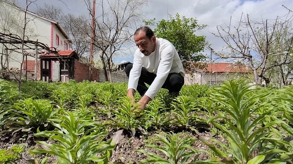 Hobi olarak başlanan akzambak üretimi, zamanla önemli bir geçim kaynağına dönüştü.
