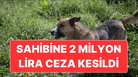 Yoldan Geçen Bir Kişiyi Isıran Köpeğin Sahibine 2 Milyon Lira Ceza Verildi
