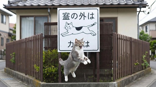 What Does the “Jumping Cat” Traffic Sign in Japan Mean?