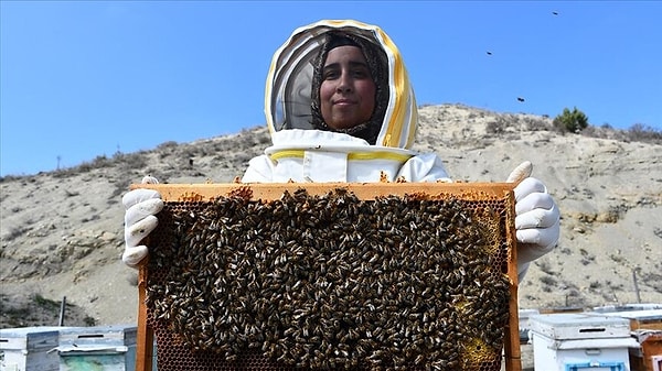 Mevsimsel Göç Stratejisi İle Farklı Bal Türleri Elde Ediliyor
