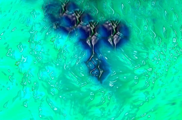 Kon Hücreleri ve Renk Algısının Sırları