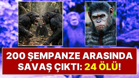 200 Şempanze Arasında İç Savaş Çıktı: 24 Şempanze Öldü, Savaş Yöntemleri Herkesi Şaşırttı!