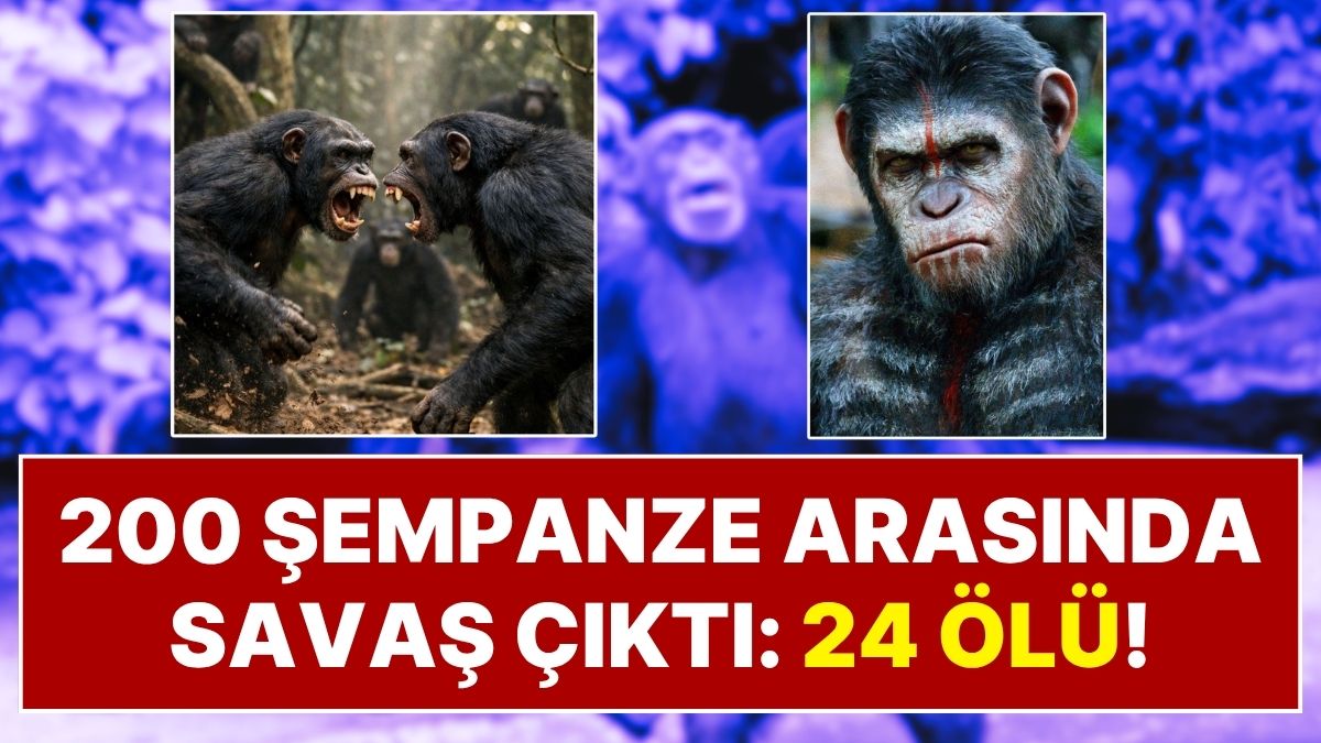 200 Şempanze Arasında İç Savaş Çıktı: 24 Şempanze Öldü, Savaş Yöntemleri Herkesi Şaşırttı!