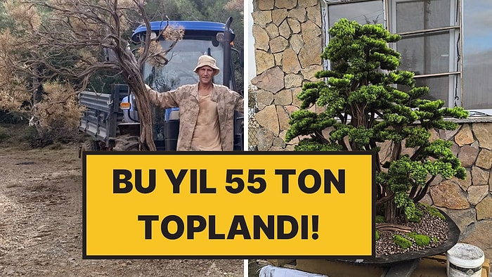 Kuru Geven Köylü İçin Kazanç Kapısına Dönüştü