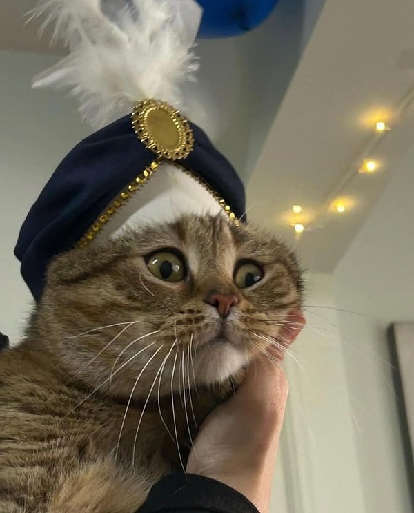 Vincent isimli kedinin sahibi, kedisinin kısırlaştırma operasyonu sonrası ona gerçekten bir sünnet töreni düzenledi.