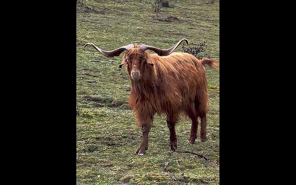Peki bu havalı keçinin cinsi ne?