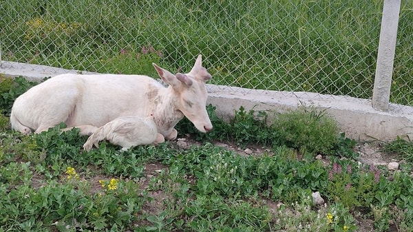 Elazığ’ın Ağın ilçesinde beyaz renkli bir alageyik, bir evin bahçesine girerek horozlarla bir süre vakit geçirdi. O anlar cep telefonu kamerasına yansırken, ortaya ilginç görüntüler çıktı.