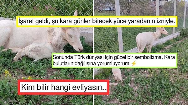 Aydınlık Günler mi Geliyor? Türkiye'de Uzun Zaman Sonra Beyaz Alageyik Görüldü