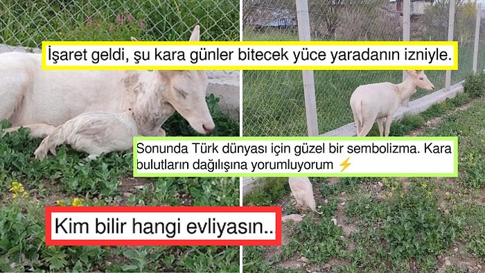 Aydınlık Günler mi Geliyor? Türkiye'de Uzun Zaman Sonra Beyaz Alageyik Görüldü