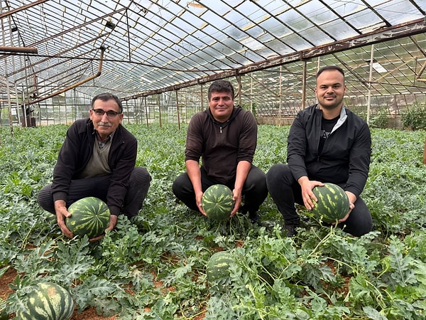 Antalya’nın Serik ilçesinde, üreticiler kışın en sert günlerinde ektikleri karpuzları toplamak için gün sayıyor.