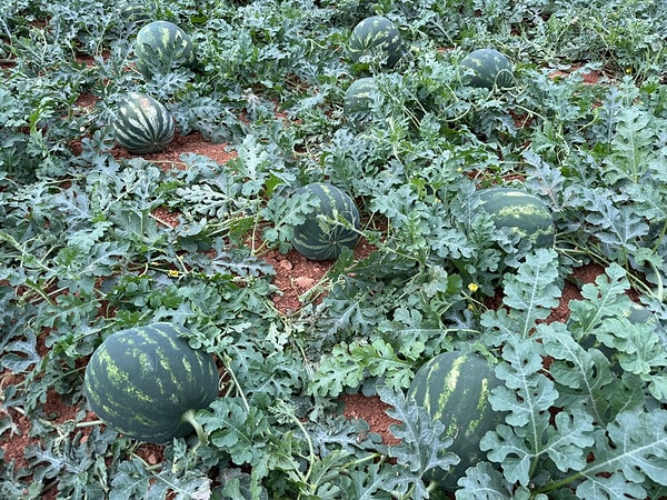 Üretim sürecindeki titizliğe de değinen Dolu, karpuzun günlük bakım istediğini vurguladı: