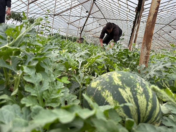 Gündoğdu, karpuz üretiminin diğer sebzelere göre avantajlarını ise şöyle özetledi: