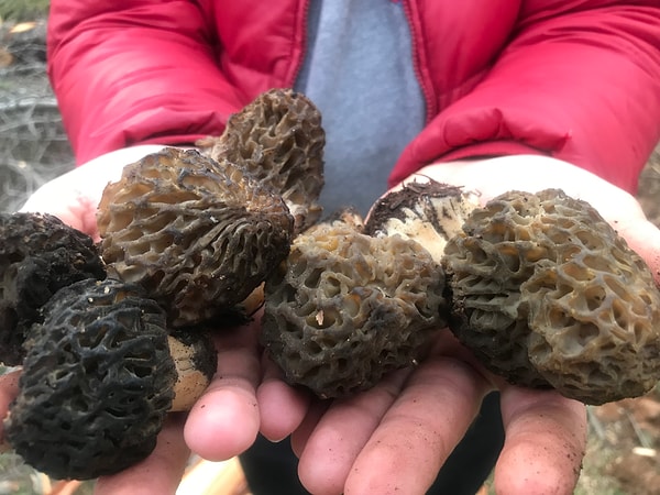 Nisan ayının gelmesiyle birlikte Aksekililer sabahın ilk ışıklarında dağların yolunu tutuyor.