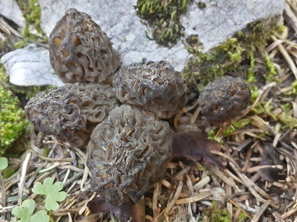 Toroslar’ın bin ila bin 800 rakımlı zirvelerinde, özellikle sedir ve ladin ağaçlarının gölgesinde yetişen mantarlar, sahil kesimindekilere oranla çok daha değerli kabul ediliyor.