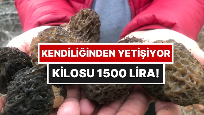 Doğada Kendi Başına Büyüyor, Kilosu 1500 Liradan Alıcı Buluyor