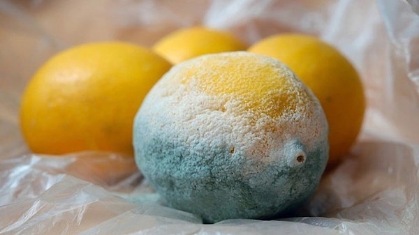 Küf, bitkisel veya hayvansal gıdalar üzerinde gelişen mikroskobik bir mantardır.