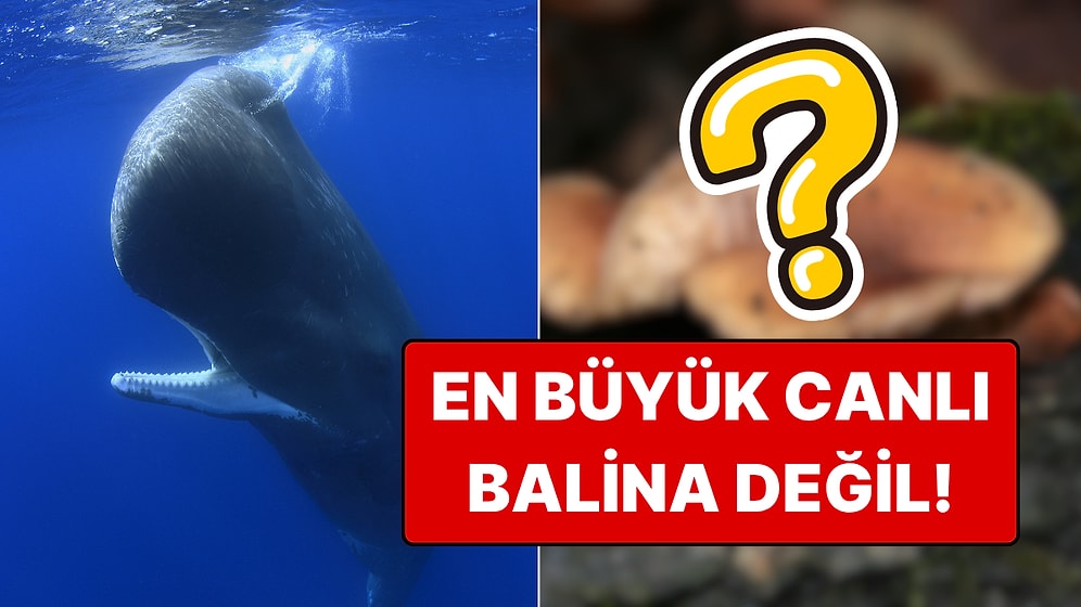 Dünyanın En Büyük Canlı Organizması: Tam 8.650 Yaşında!