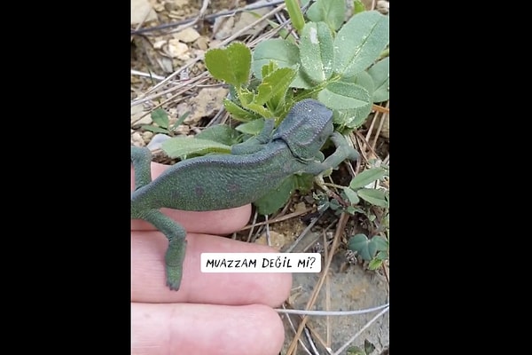 Peki bukalemun rengi gerçekten nasıl değiştiriyor?