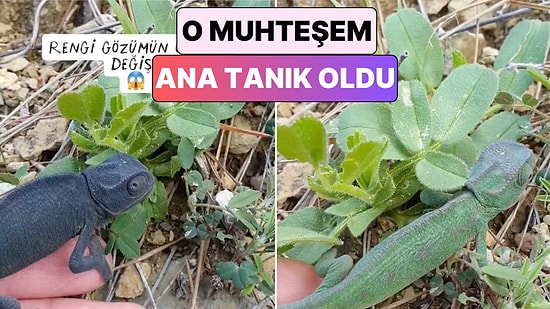 Bir İçerik Üreticisi Elinde Tuttuğu Bukalemunun Saniyeler İçinde Renk Değiştirdiği Anları Paylaştı