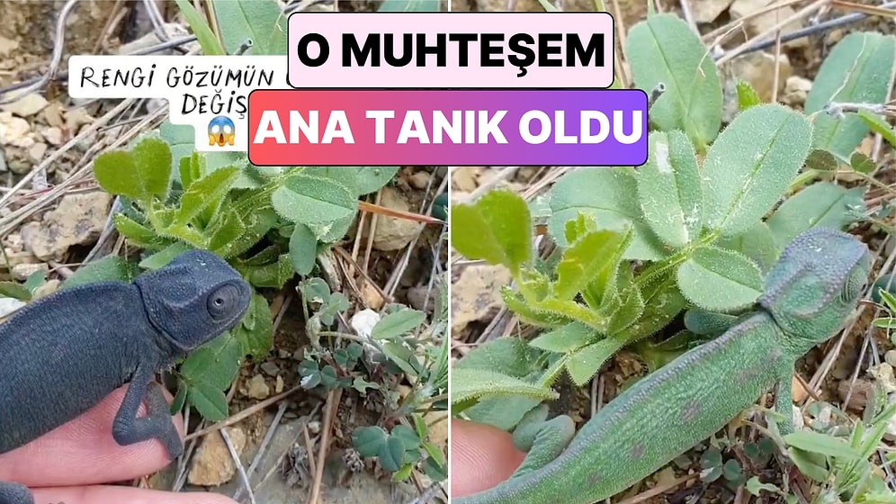 Bir İçerik Üreticisi Elinde Tuttuğu Bukalemunun Saniyeler İçinde Renk Değiştirdiği Anları Paylaştı