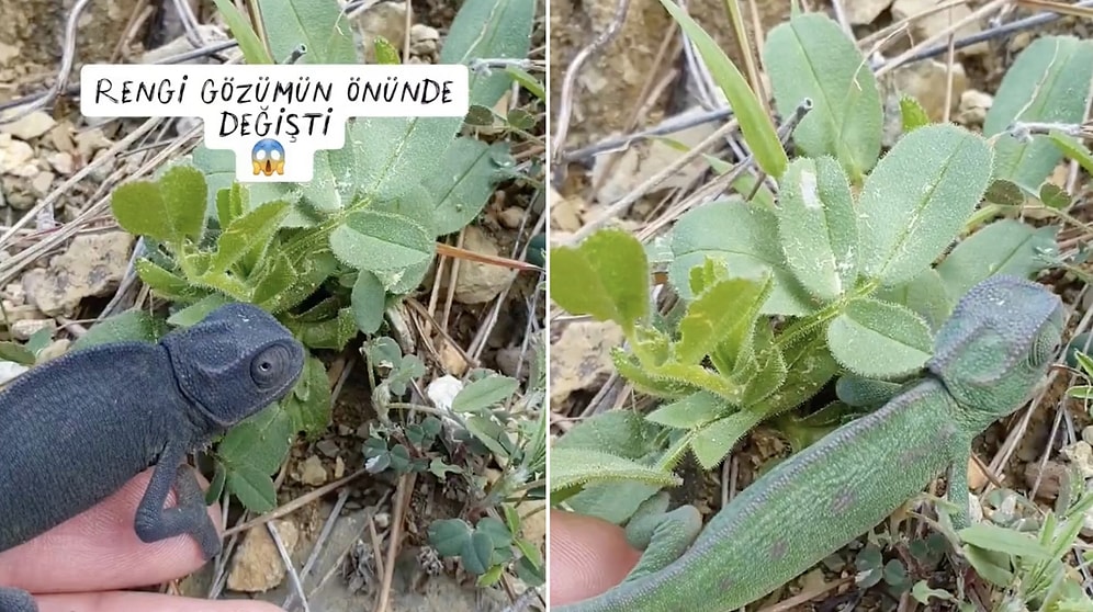 Content Creator Captures the Exact Moment a Chameleon Changes Color! Nature is Truly Amazing