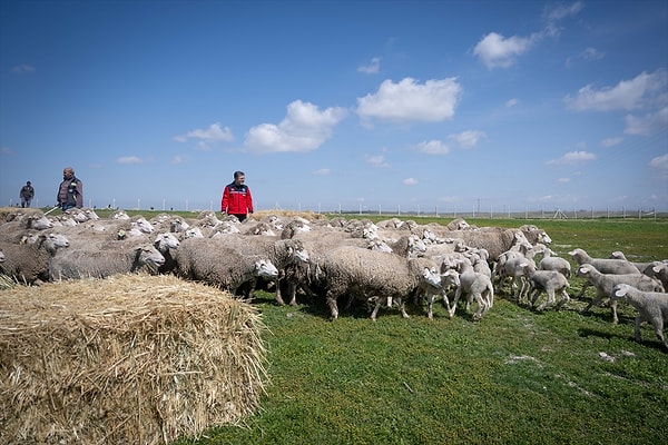 Projenin ayrıntılarına ilişkin bilgi veren Yumaklı, şunları kaydetti: