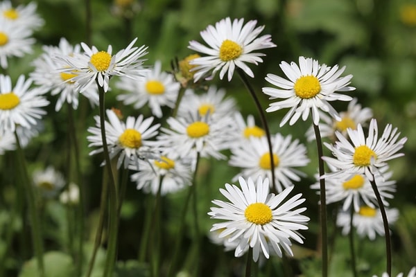 Tarımsal Devrim Kapıda mı?