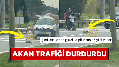 Akan Trafiği Durdurup Anne Ördeğin Yavrularını Karşıya Geçirmesine Yardım Eden Kadın Viral Oldu