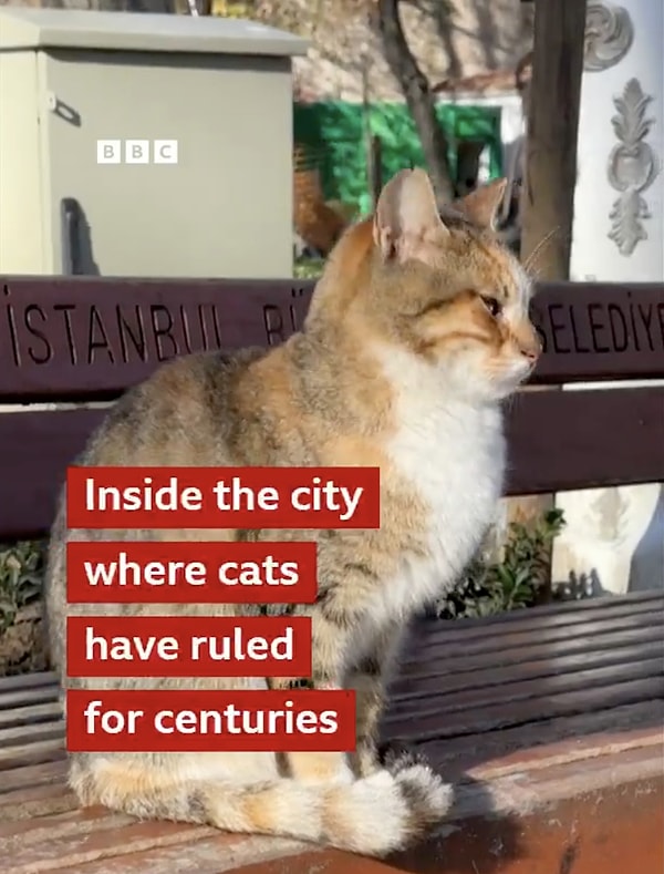 "Kedilerin yüzyıllardır hüküm sürdüğü şehirde...