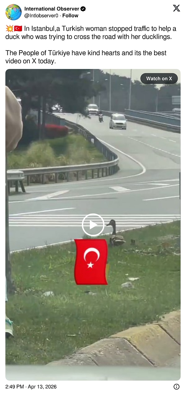 "İstanbul'da bir Türk kadın, yavrularıyla yolu geçmeye çalışan bir ördeğe yardım etmek için trafiği durdurdu. Türk halkı nazik yüreklere sahip ve bu, bugün X'teki en iyi video."